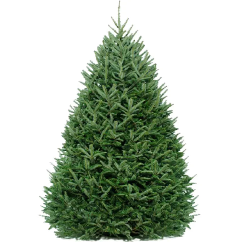 Christmas Trees - Fraser & Balsam Firs – Embrace Tradition
