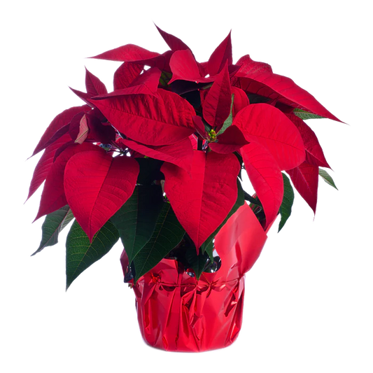Red Poinsettia