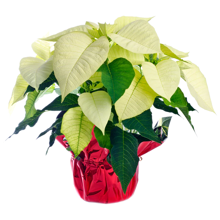 White Poinsettia