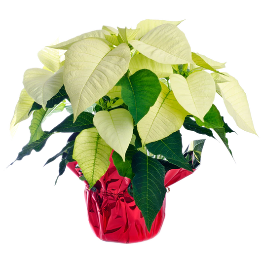 White Poinsettia