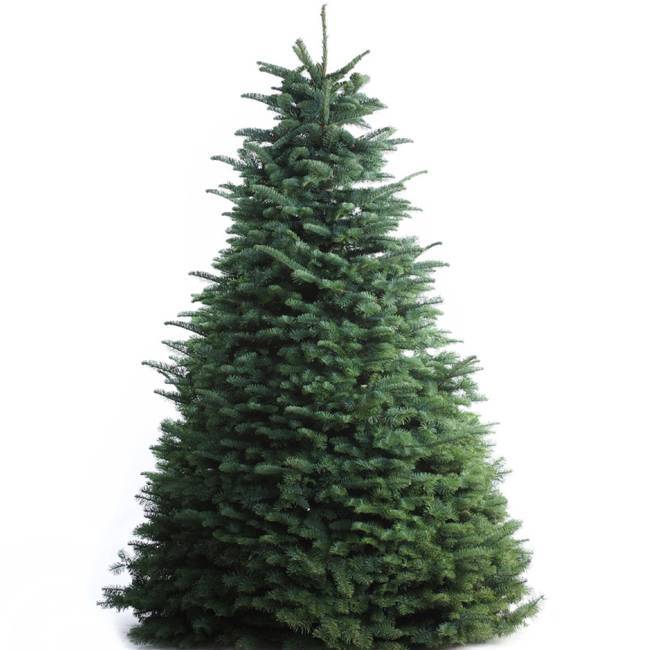 NYC Fresh Cut Christmas Trees for the Holiday Season Brooklyn