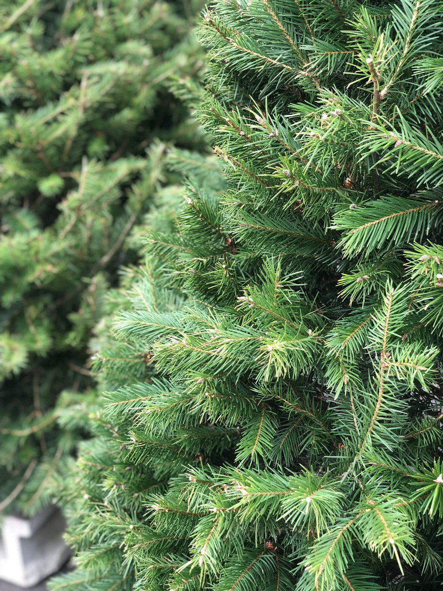 NYC Fresh Cut Christmas Trees for the Holiday Season Brooklyn