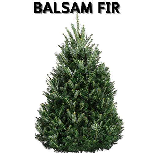 Balsam Fir