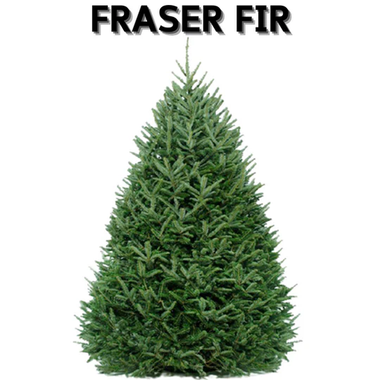 Fraser Fir
