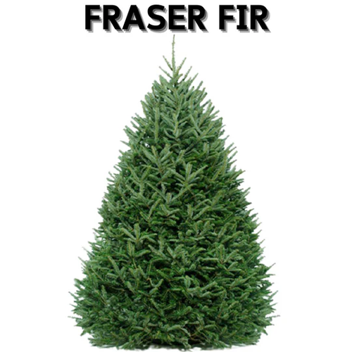 Fraser Fir