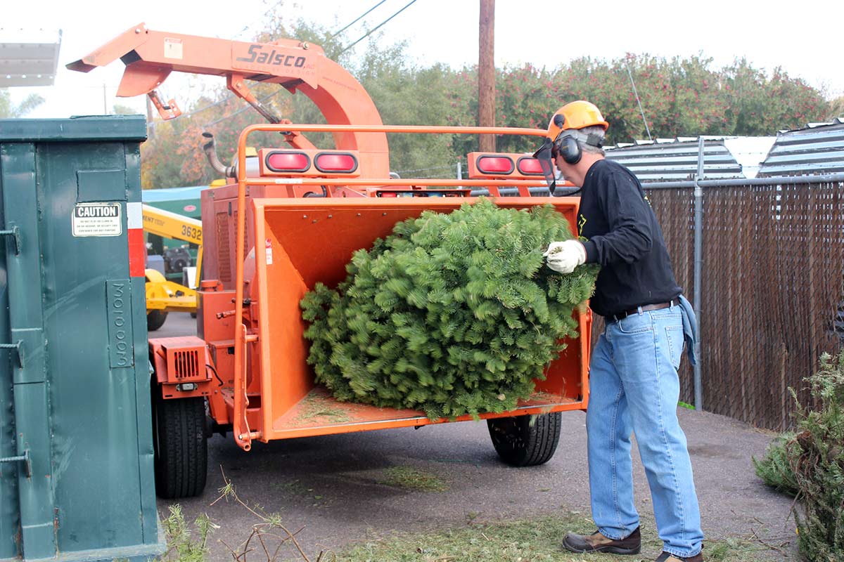 tree removal services 5-7 ft