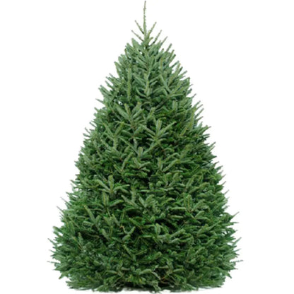 Christmas Trees - Fraser & Balsam Firs – Embrace Tradition
