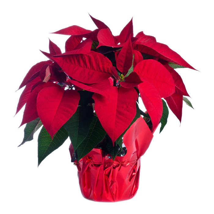 Red Poinsettia